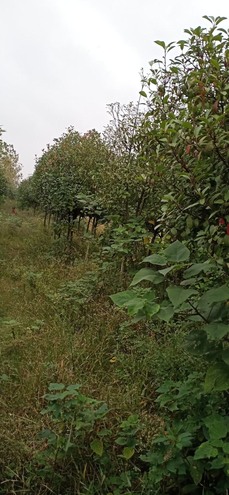 大量出售红叶石楠，路边，大门口，后花园，都可以种非常漂亮