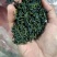 正宗广西桂林原生态石崖茶平乐县石崖茶特产