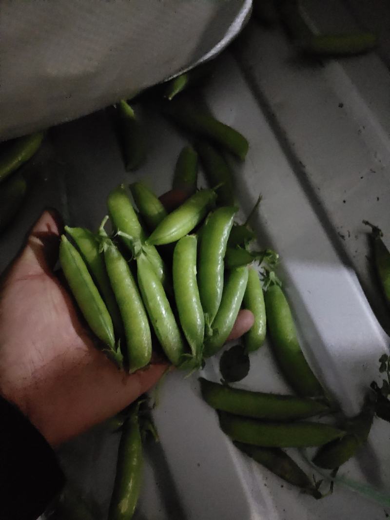 电商货！精品豌白豌豆！4号6号9号。粒粒饱满。质量有保障