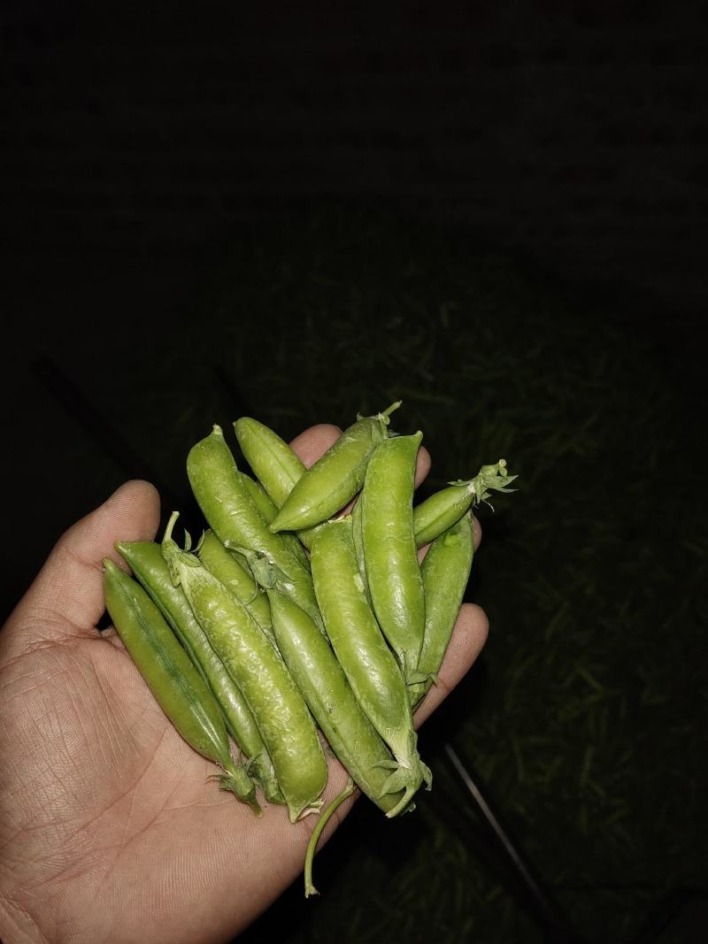 电商货！精品豌白豌豆！4号6号9号。粒粒饱满。质量有保障
