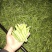 电商货！精品豌白豌豆！4号6号9号。粒粒饱满。质量有保障
