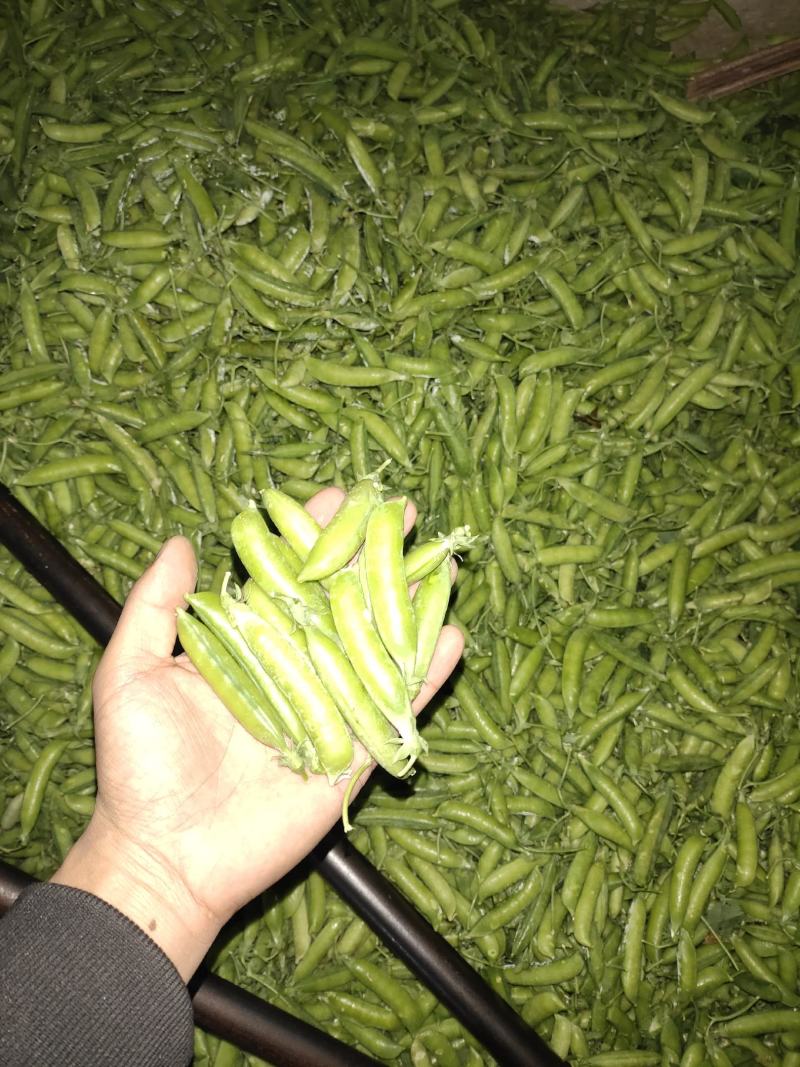 电商货！精品豌白豌豆！4号6号9号。粒粒饱满。质量有保障