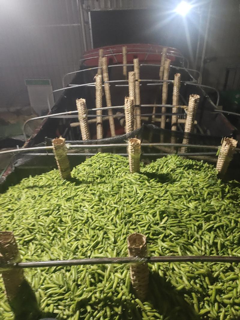 电商货！精品豌白豌豆！4号6号9号。粒粒饱满。质量有保障