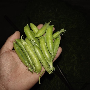 电商货！精品豌白豌豆！4号6号9号。粒粒饱满。质量有保障