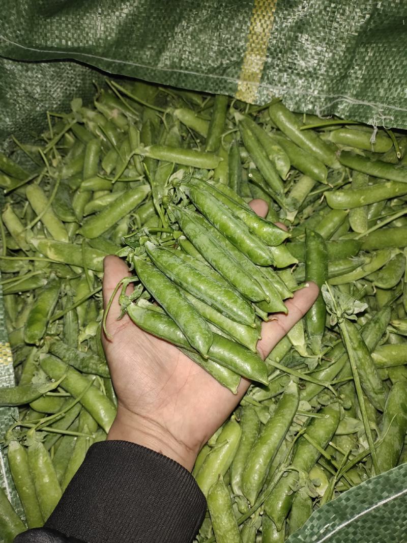 电商货！精品豌白豌豆！4号6号9号。粒粒饱满。质量有保障