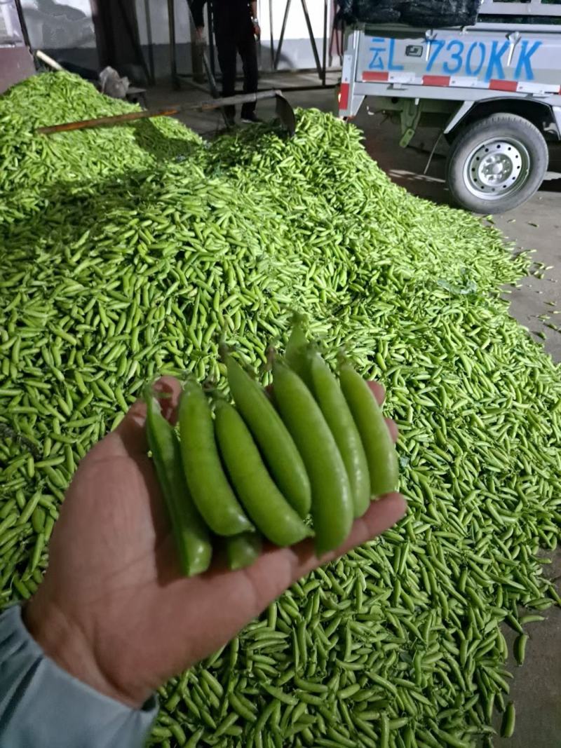 电商货！精品豌白豌豆！4号6号9号。粒粒饱满。质量有保障