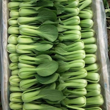 油菜上海青