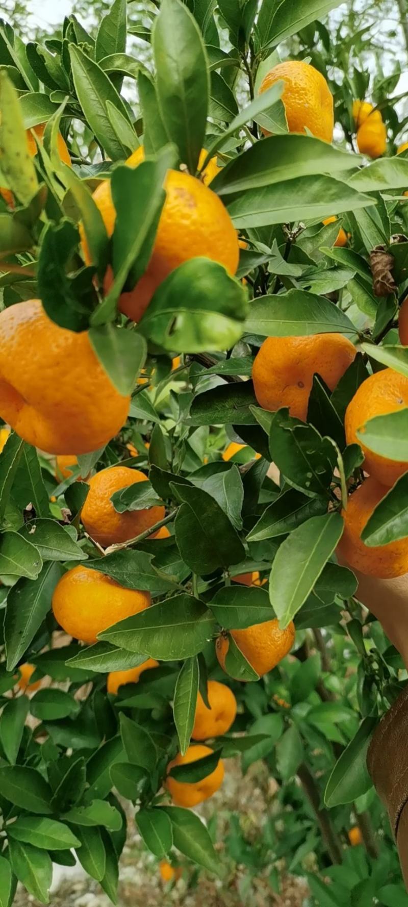 碰柑