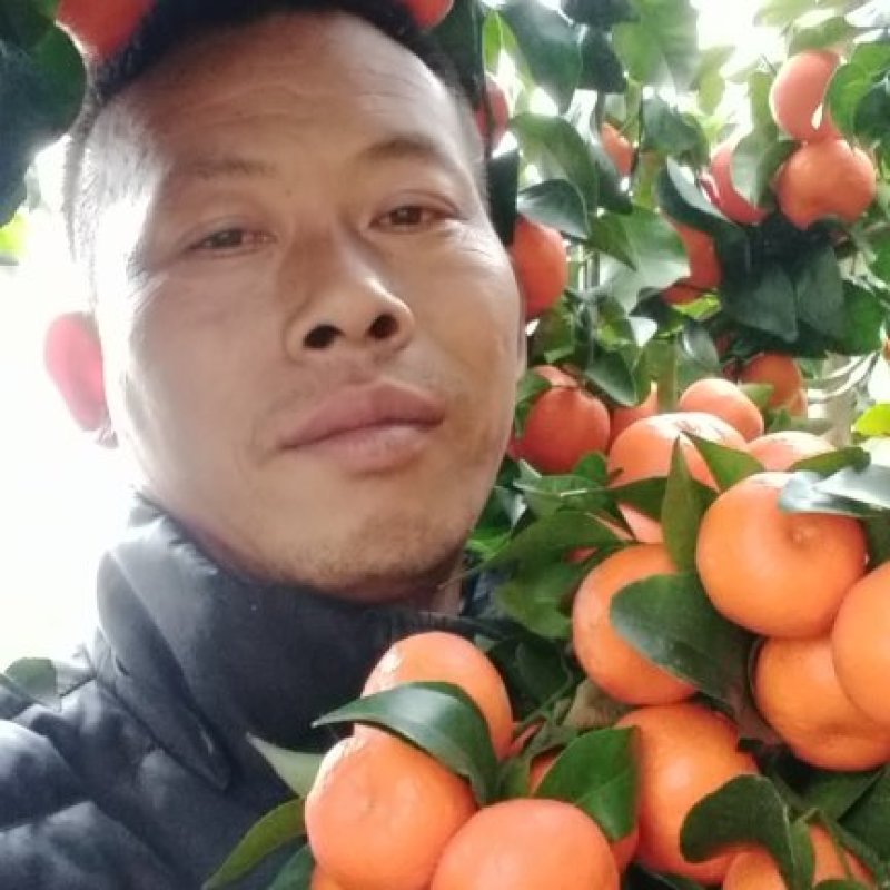 广西阳朔正宗沙糖桔种植基地，一手货源诚信代办