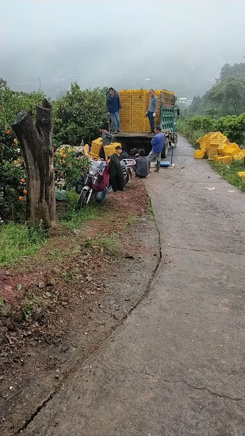 广西阳朔正宗沙糖桔种植基地，一手货源诚信代办