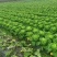 麻叶菜长年有货供应