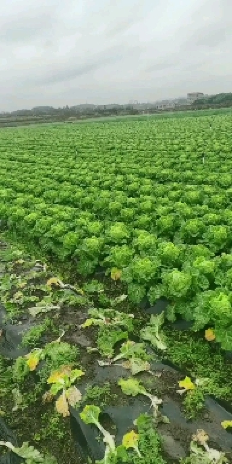 麻叶菜长年有货供应