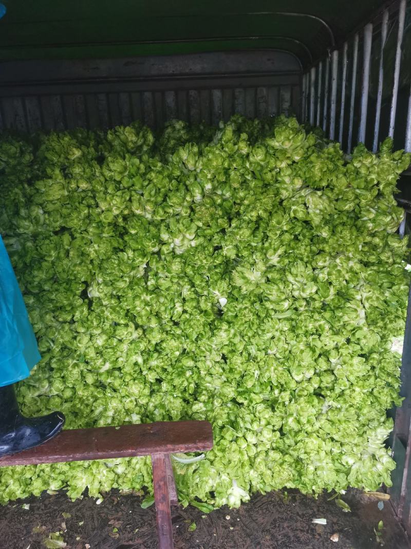 精品儿菜好东西哦！要的联系哦。大基地无代办费用。