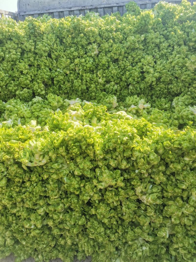 精品儿菜好东西哦！要的联系哦。大基地无代办费用。