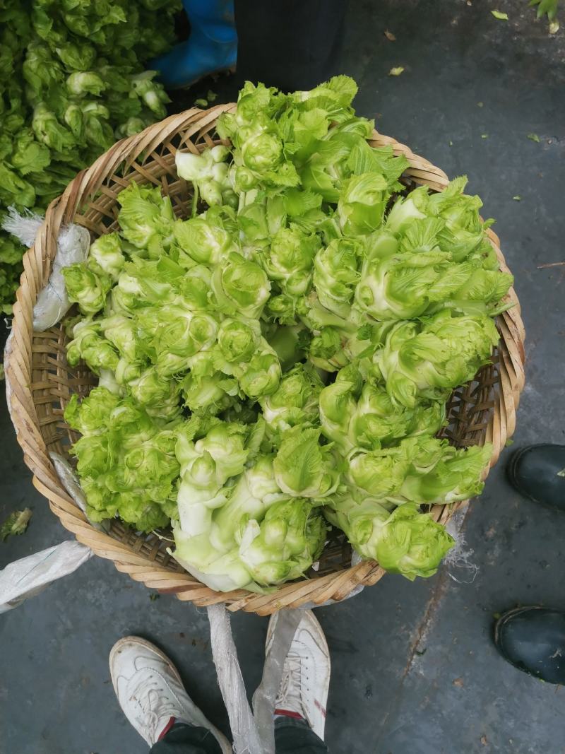 精品儿菜好东西哦！要的联系哦。大基地无代办费用。