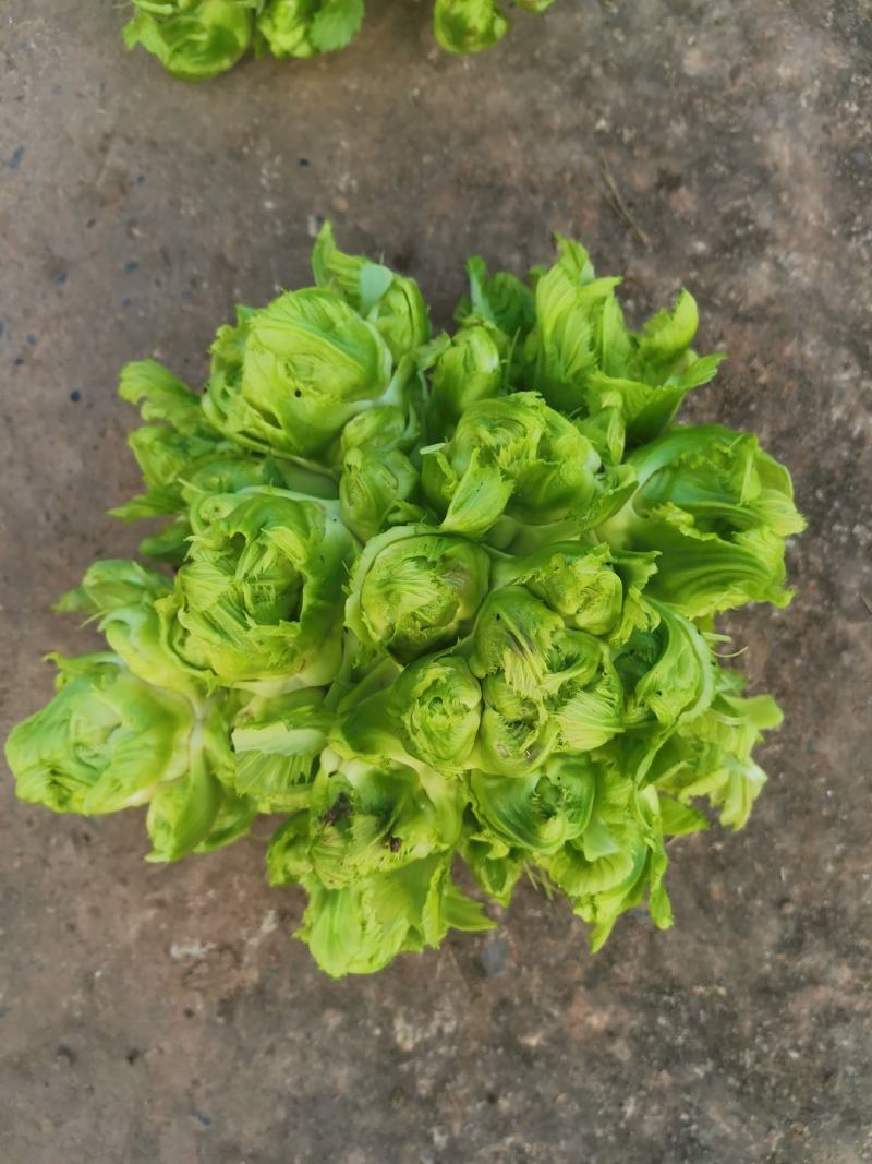 精品儿菜好东西哦！要的联系哦。大基地无代办费用。