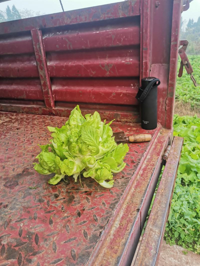 精品儿菜好东西哦！要的联系哦。大基地无代办费用。