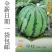 神鹿美都西瓜种子，神鹿8424西瓜种子原装正品