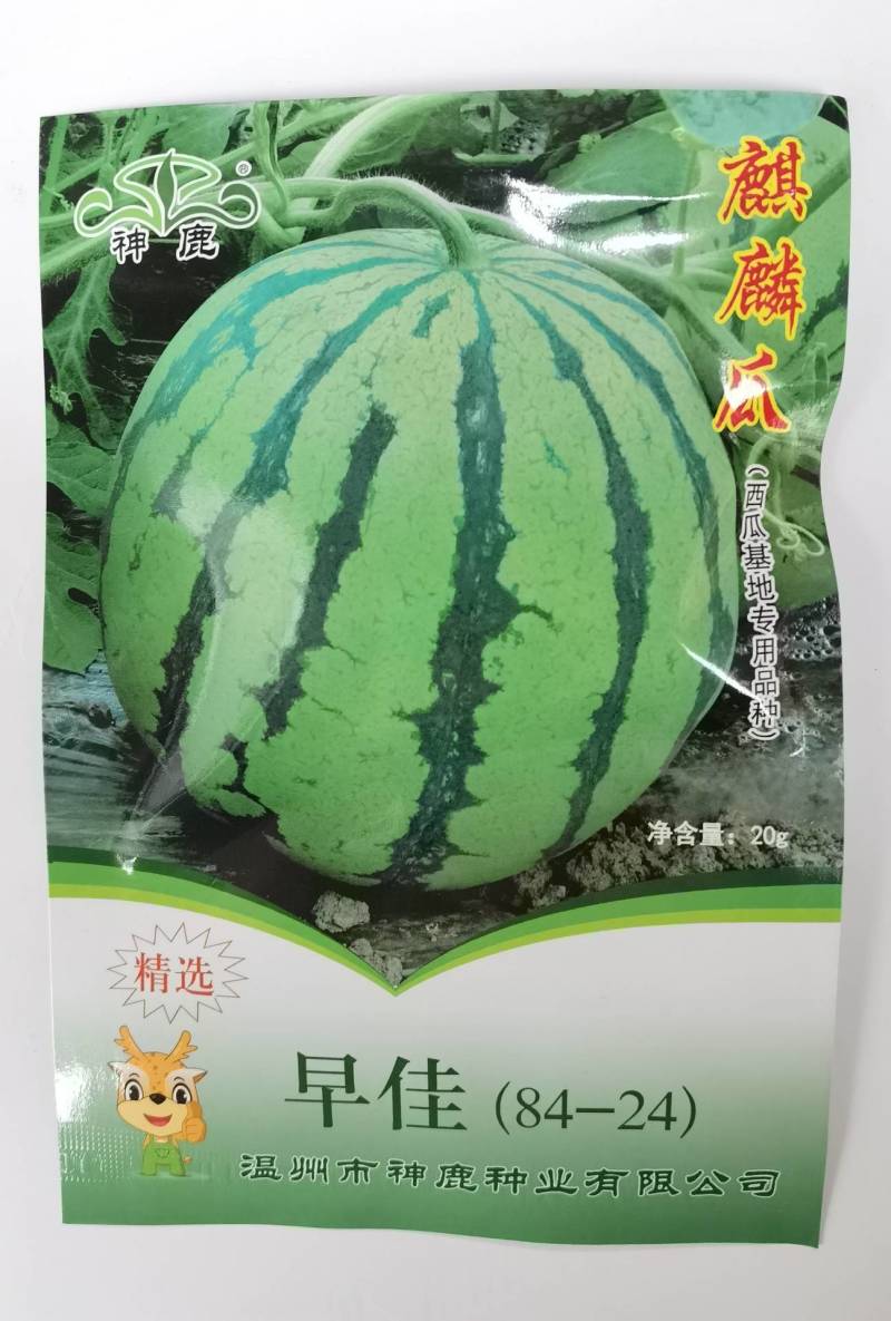 神鹿美都西瓜种子，神鹿8424西瓜种子原装正品