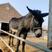 驴苗德州驴关中驴改良肉驴苗成年年驴大量出售
