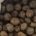 带办荔浦马蹄统货2.2～2.5一斤。