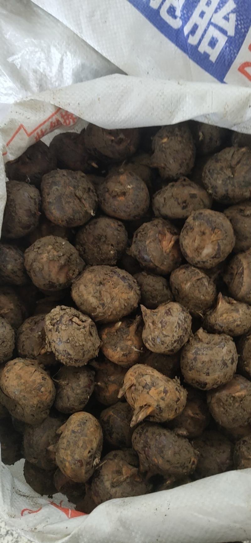 带办荔浦马蹄统货2.2～2.5一斤。