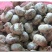 带办荔浦马蹄统货2.2～2.5一斤。