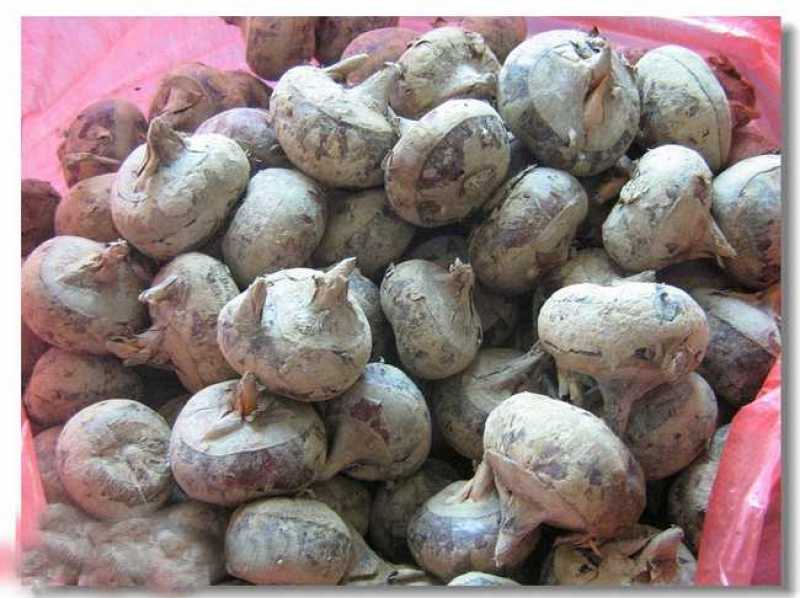 带办荔浦马蹄统货2.2～2.5一斤。