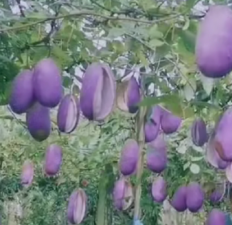 精品少籽八月瓜批发，苗木批发，百利种植基地