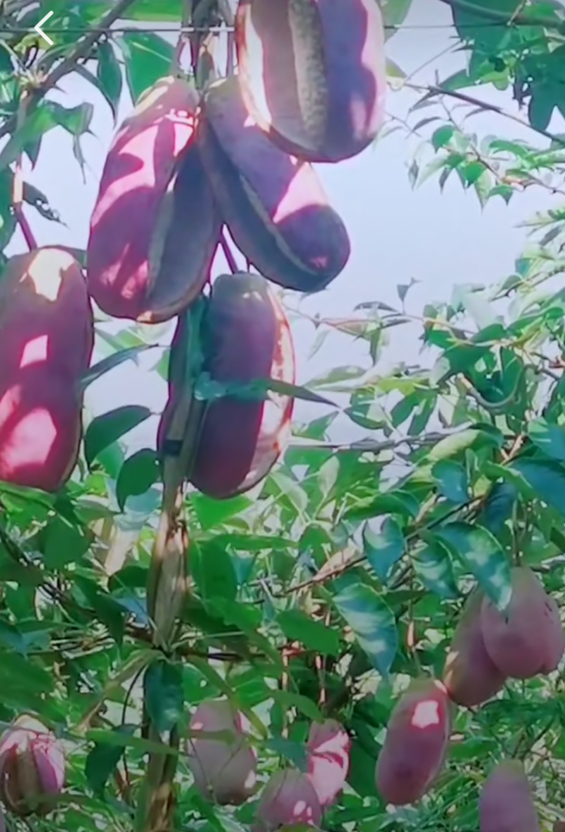 精品少籽八月瓜批发，苗木批发，百利种植基地