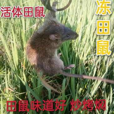 田鼠价格合适就卖长期合作