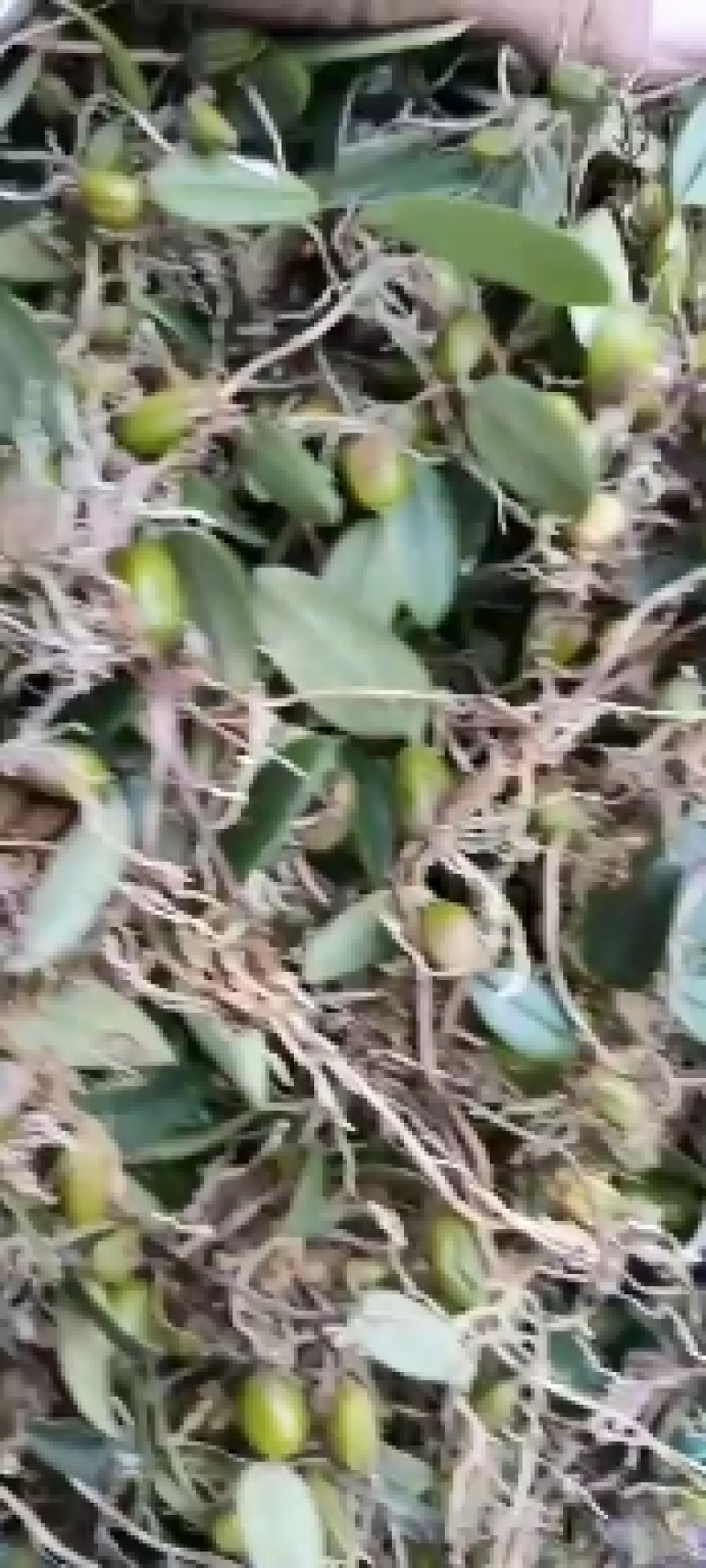石橄榄皱果鲜货批发零售