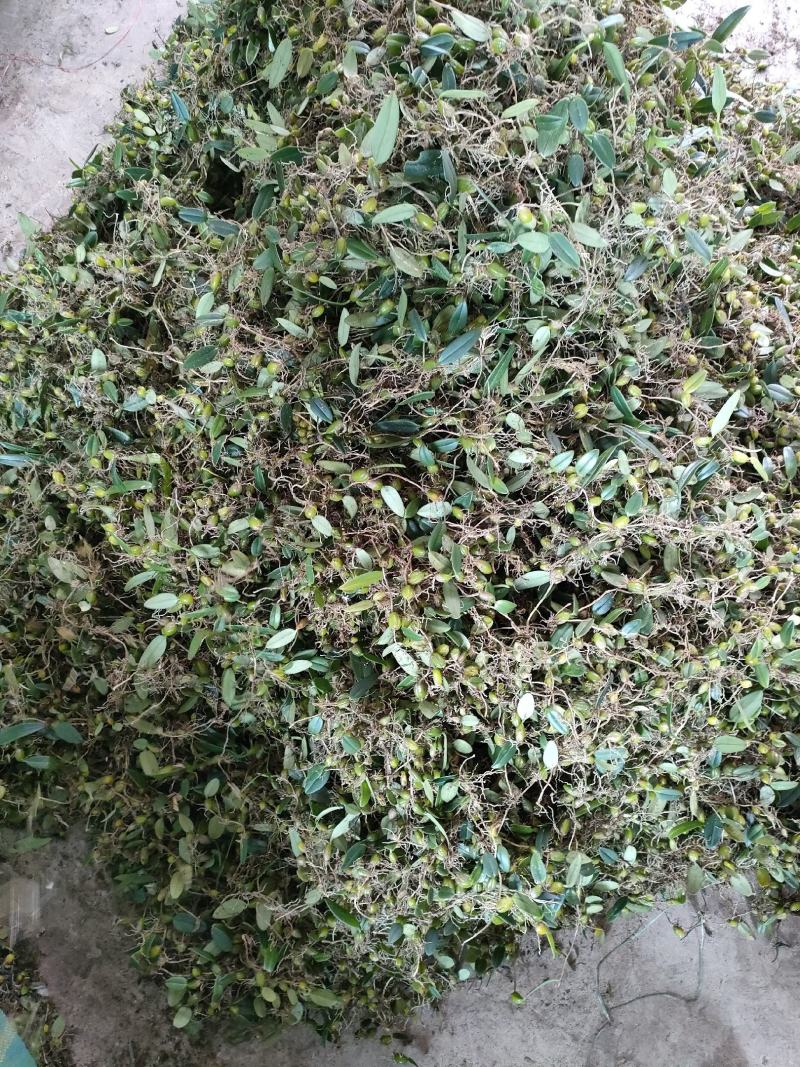 石橄榄皱果鲜货批发零售