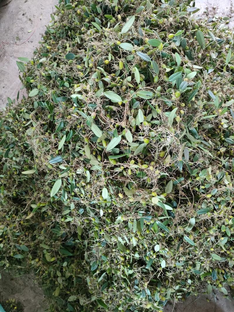 石橄榄皱果鲜货批发零售