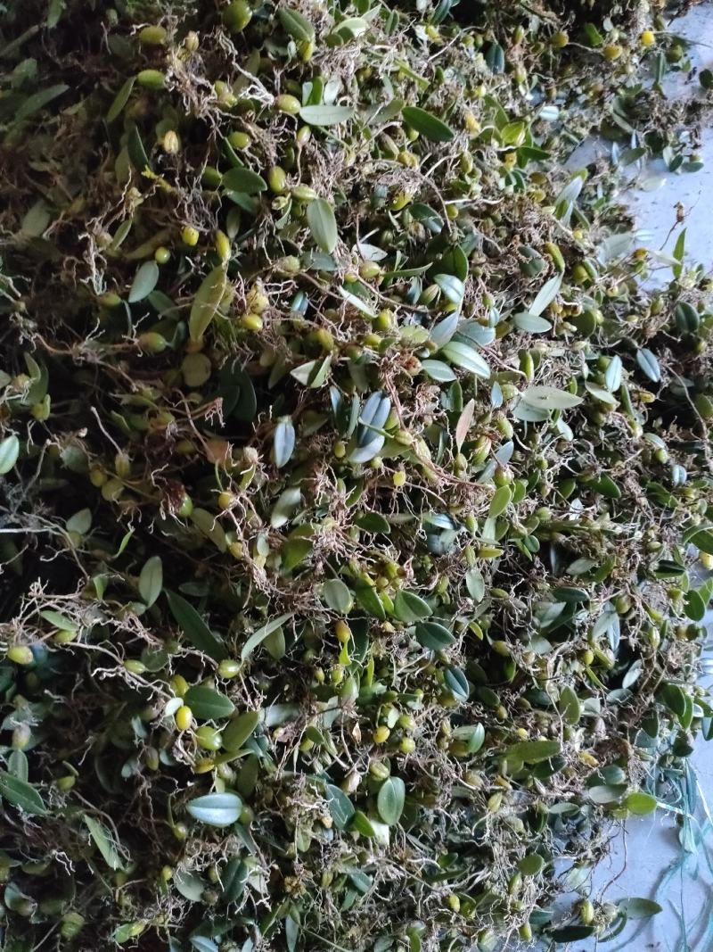 石橄榄皱果鲜货批发零售