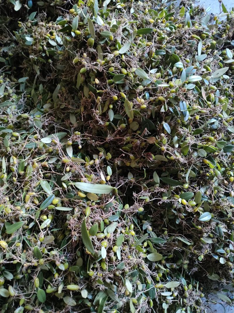 石橄榄皱果鲜货批发零售