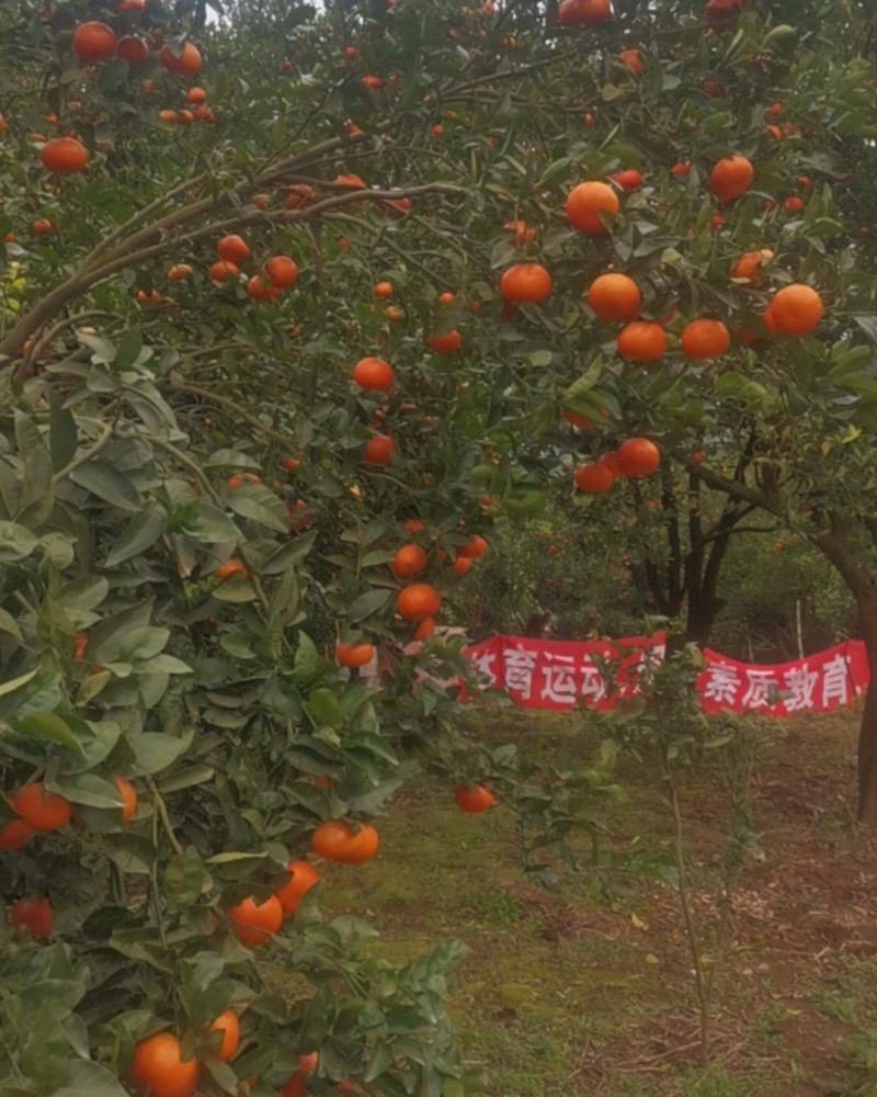 墨科特血橙，产地直发，新鲜采摘，欢迎采购，价格可谈。