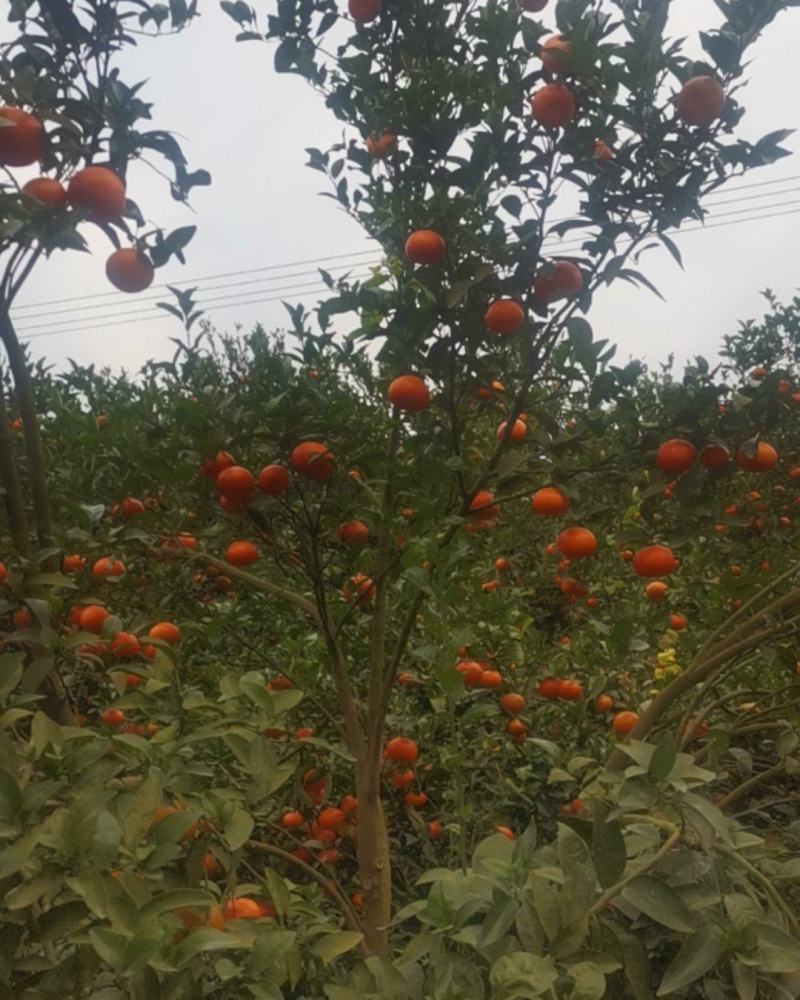 墨科特血橙，产地直发，新鲜采摘，欢迎采购，价格可谈。