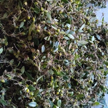 石橄榄皱果鲜货批发零售