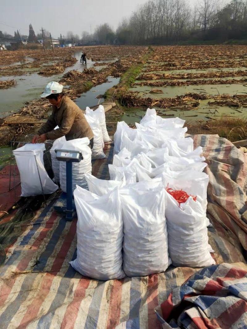 自家种植3百亩慈菇看到的老板请与我联系