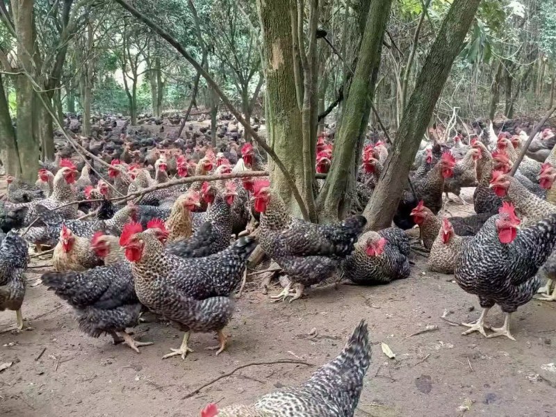 芦花鸡苗批发，芦花鸡养殖场供应脱温鸡苗