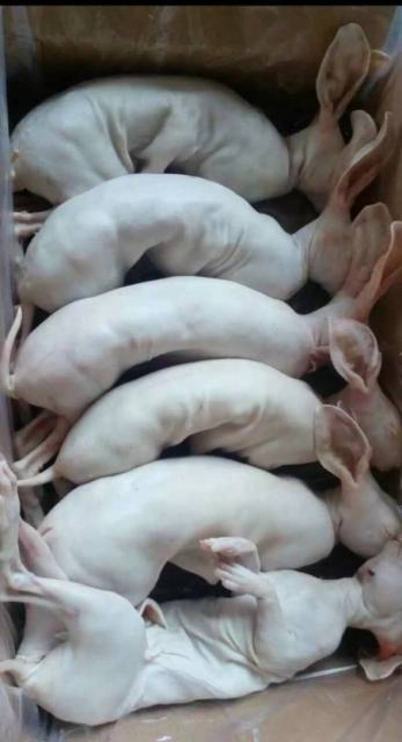 烫皮兔肉带皮兔肉肉质好产地直销可定制加工