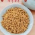 【精品】正宗凉山苦荞茶新货发全国一件代发量大优惠