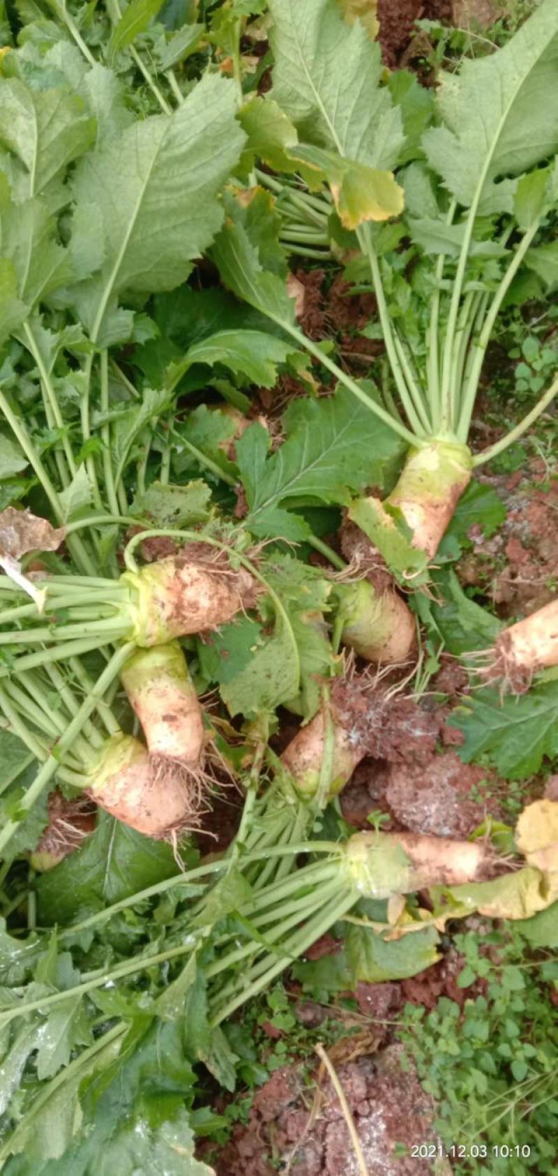 芥菜大头菜四川大头菜青菜腌制咸菜用