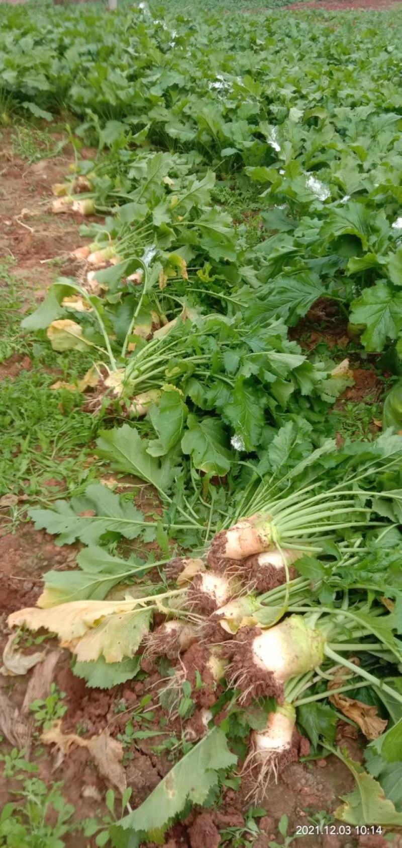 芥菜大头菜四川大头菜青菜腌制咸菜用