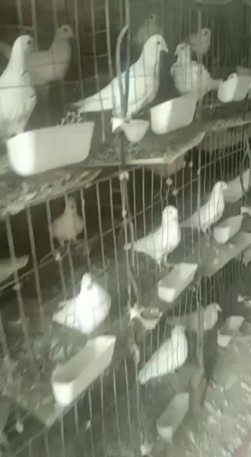 肉鸽养殖场，种鸽价格，鸽子蛋批发厂家直销欢迎选购