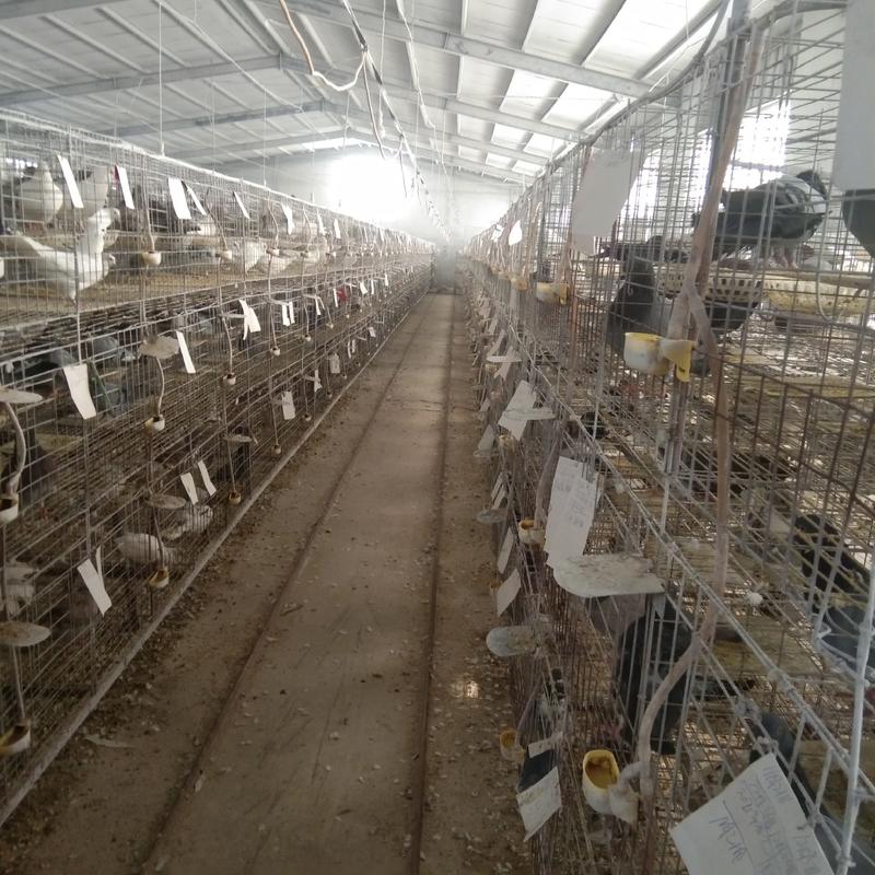 肉鸽养殖场，种鸽价格，鸽子蛋批发厂家直销欢迎选购