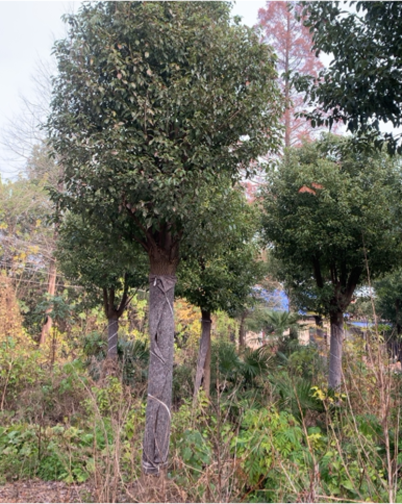 截杆发帽香樟，一片树林的等待，湖北博天园林绿化工程