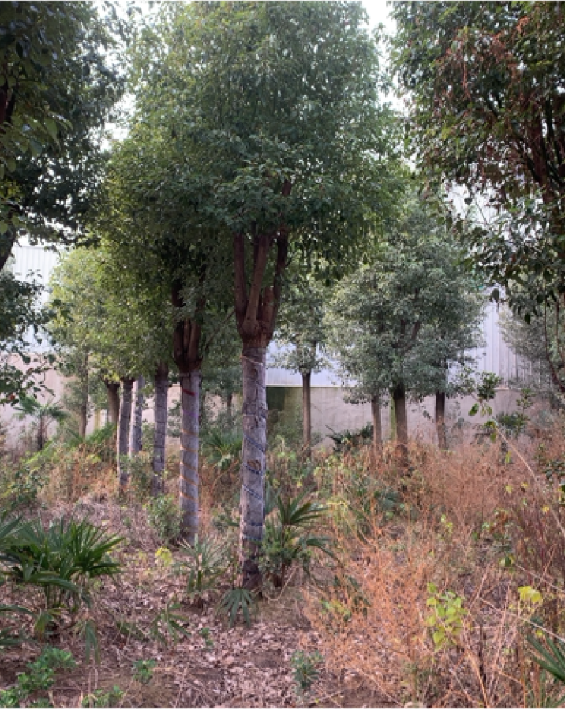 截杆发帽香樟，一片树林的等待，湖北博天园林绿化工程
