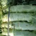 福建永安红叶莴苣40—50cm,